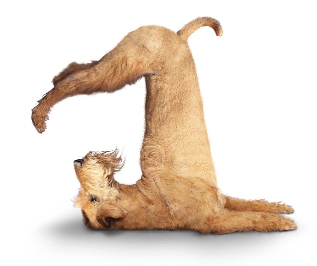 yoga hond